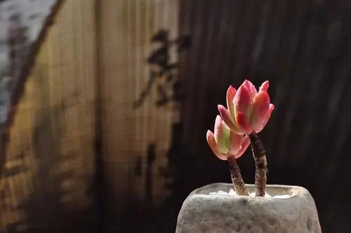 良草：回荡天地的人生音韵